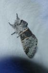 Furcula bifida