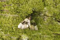 Cosmorhoe ocellata