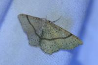 Cyclophora punctaria