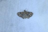 Eupithecia linariata