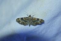 Eupithecia linariata
