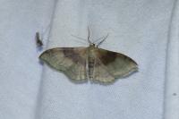 Idaea degeneraria