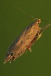 Bryotropha terrella