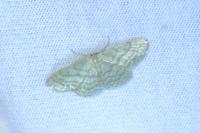 Idaea subsericeata
