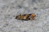 Lobesia reliquana