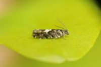 Pammene argyrana