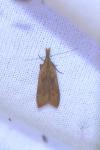 Dichomeris derasella