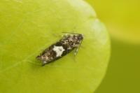 Pammene argyrana