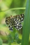 Chiasmia clathrata