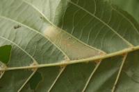 Phyllonorycter nicellii