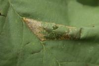 Phyllonorycter nicellii