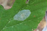 Phyllonorycter coryli