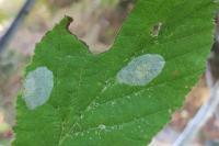 Phyllonorycter coryli