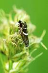 Glyphipterix forsterella