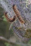 Eriogaster lanestris