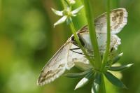 Scopula ornata