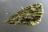 Chloroclysta siterata