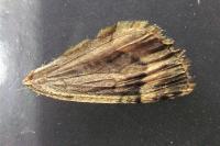 Chloroclysta siterata