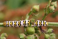 Cucullia scrophulariae