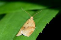 Clepsis consimilana