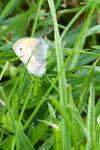 Coenonympha pamphilus
