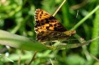 Boloria dia