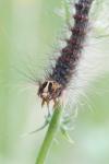 Lymantria dispar