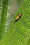 Nemophora metallica