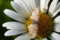 Eupithecia