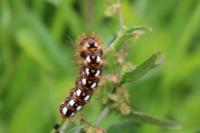 Acronicta rumicis