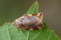 Archips xylosteana