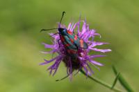 Zygaena filipendulae