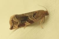 Archips xylosteana