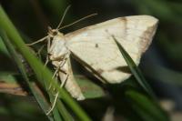Gandaritis pyraliata