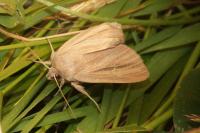 Mythimna pudorina