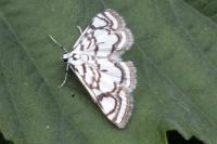 Nymphula nitidulata