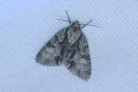 Acronicta strigosa