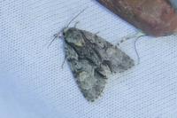 Acronicta strigosa