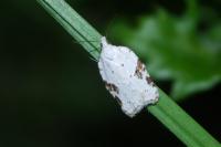 Acleris kochiella