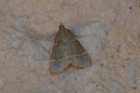 Hypsopygia glaucinalis