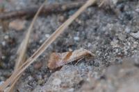 Falseuncaria ruficiliana
