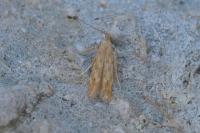 Metzneria lappella