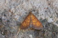 Ecpyrrhorrhoe rubiginalis