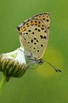 Lycaena tityrus