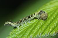 Thyatira batis