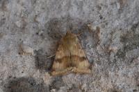 Heliothis viriplaca