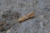 Mompha ochraceella