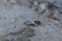 Pammene fasciana