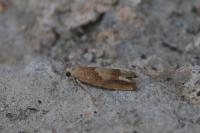 Eucosma conterminana