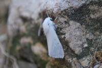 Spilosoma urticae